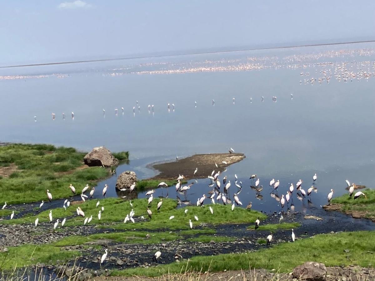 Lake Natron Maasai Guesthouse Mtowabaga ภายนอก รูปภาพ